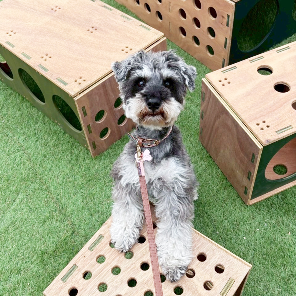 卒業犬ジュリアちゃんの近況！